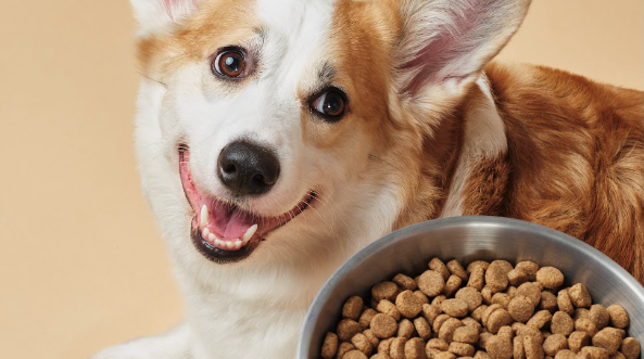 The Ultimate Guide to the Best Dry Dog Food: What You Need to Know - Barepets